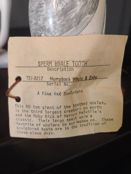 Sperm Whale Tooth 169331.